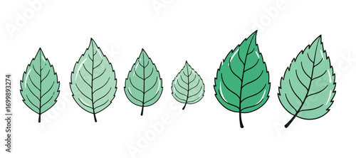 a collection of hand-drawn mint leaves in an abstract style