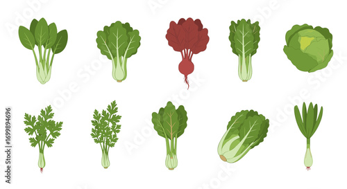 Assorted green vegetables set: leafy greens, herbs, and root vegetables on white background