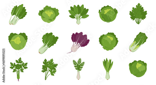 Colorful leafy greens collection: bok choy, cabbage, celery, and lettuce