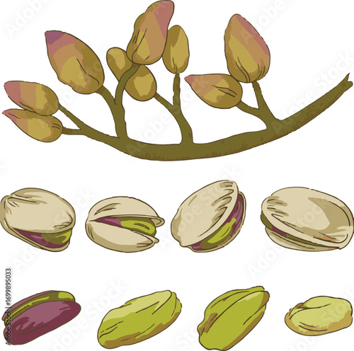 set of pistachio nuts