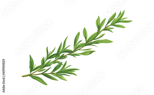 Green Rosemary Sprig Illustration on Black Background