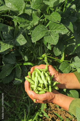 Cuadro en lienzo Fresh Soybean Harvest in Farmer Hands - Organic Edamame from Shandong Agricultur