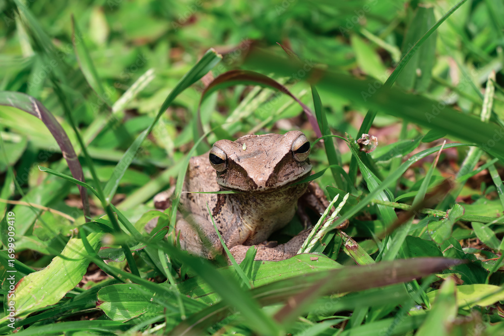 Obraz premium Front view photo of a brown frog resting among green grass