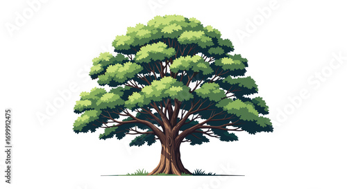 Majestic lush green canopy tree standing tall against white background