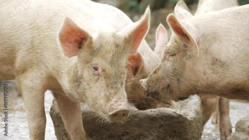 Fierce Pig Battling for Dominance