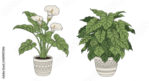 Two potted houseplants featuring delicate white callas and lush green foliage