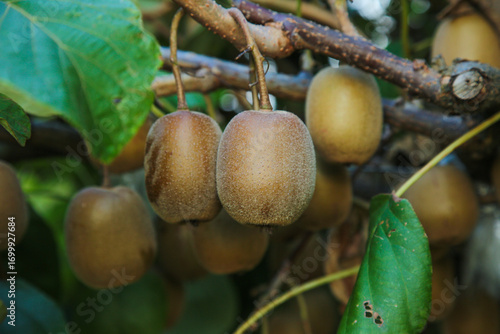 Fresh Kiwifruit Growing on Tree Branches Ready for Harvest