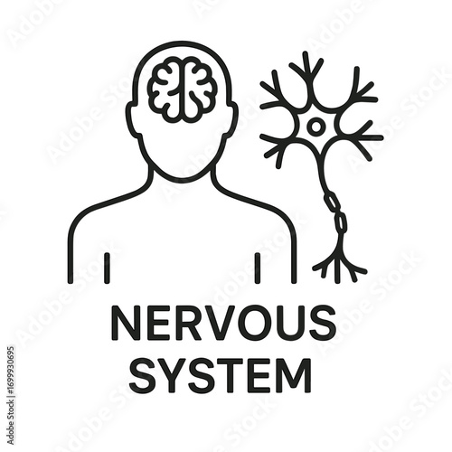 Line icon of human figure with brain and neuron symbol representing the nervous system