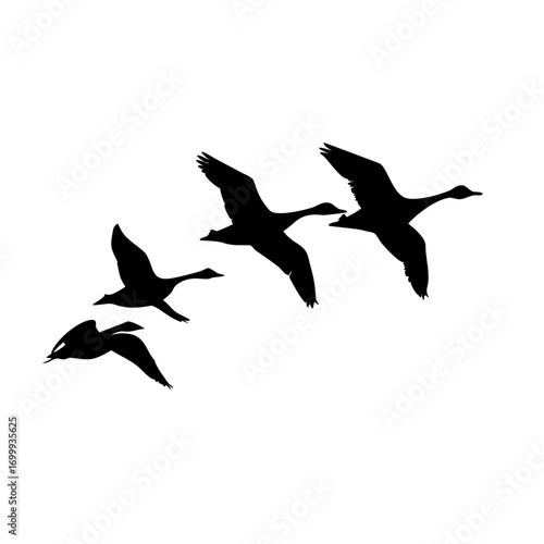 flock of seagulls