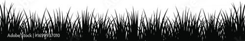 Silhouette of wild grass blades, natural outdoor nature, meadow field, tall grass texture