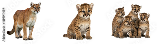 Adorable cougar family portrait featuring mother and playful cubs, a tender wildlife moment