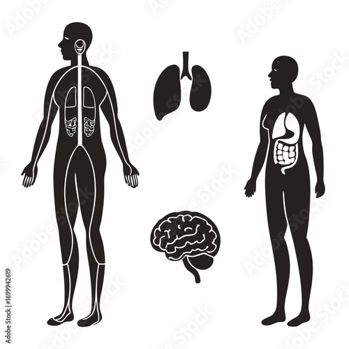 anatomy of human body