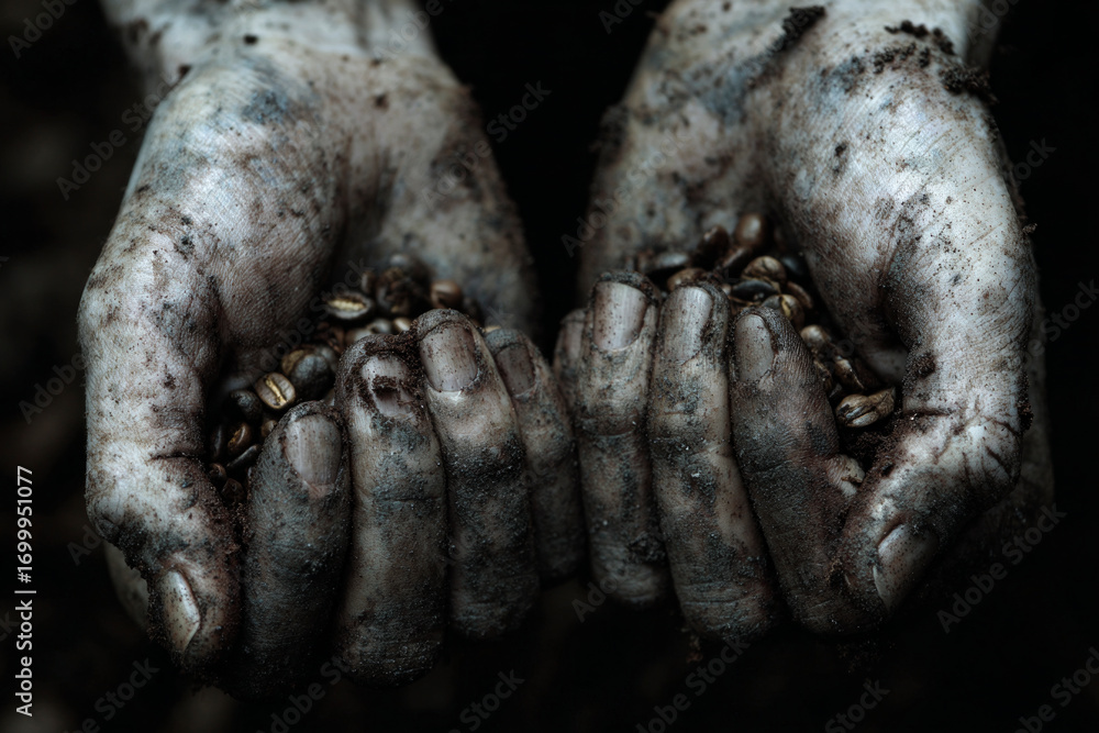 Obraz premium Dirty farmer hands holding freshly picked coffee beans.
