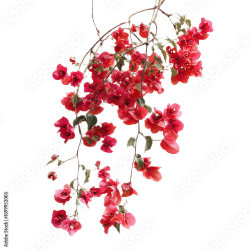 A red flower with a stem