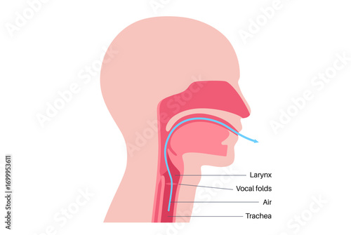 Anatomy of the voice