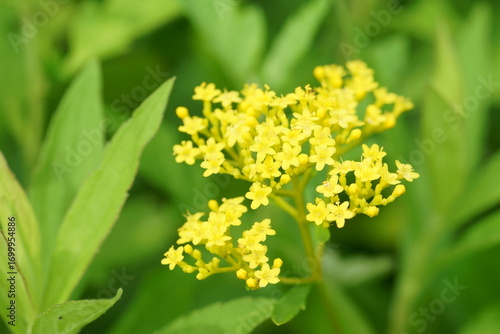 オミナエシの花