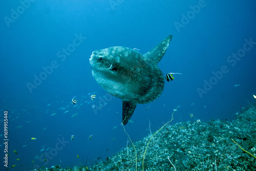 Bali Crystal bay - diving with mola mola fish