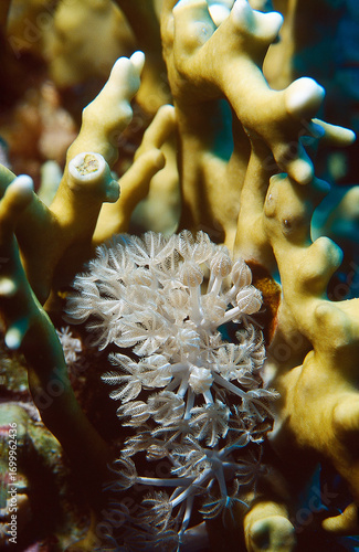 Marine biodiversity of vibrant coral reef ecosystems displaying tropical soft corals among hard coral structures.