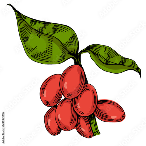Coffee beans illustration, roasted and raw coffee beans vector, fresh aromatic coffee, hand drawn botanical clipart for invitations, posters, banners and designs