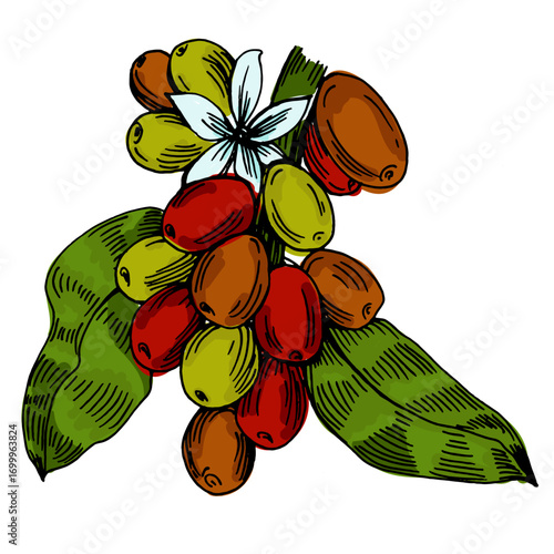 Coffee beans illustration, roasted and raw coffee beans vector, fresh aromatic coffee, hand drawn botanical clipart for invitations, posters, banners and designs