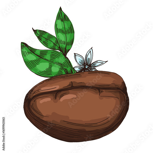 Coffee beans illustration, roasted and raw coffee beans vector, fresh aromatic coffee, hand drawn botanical clipart for invitations, posters, banners and designs
