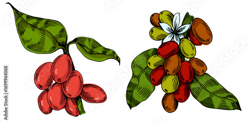 Coffee beans illustration, roasted and raw coffee beans vector, fresh aromatic coffee, hand drawn botanical clipart for invitations, posters, banners and designs
