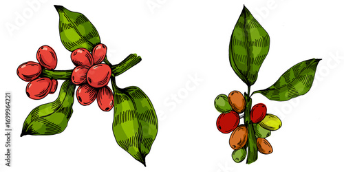 Coffee beans illustration, roasted and raw coffee beans vector, fresh aromatic coffee, hand drawn botanical clipart for invitations, posters, banners and designs