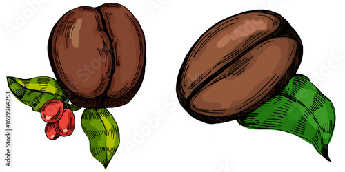 Coffee beans illustration, roasted and raw coffee beans vector, fresh aromatic coffee, hand drawn botanical clipart for invitations, posters, banners and designs