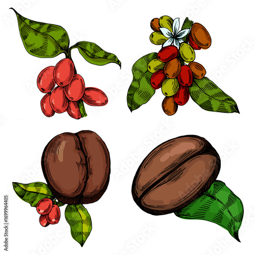 Coffee beans illustration, roasted and raw coffee beans vector, fresh aromatic coffee, hand drawn botanical clipart for invitations, posters, banners and designs