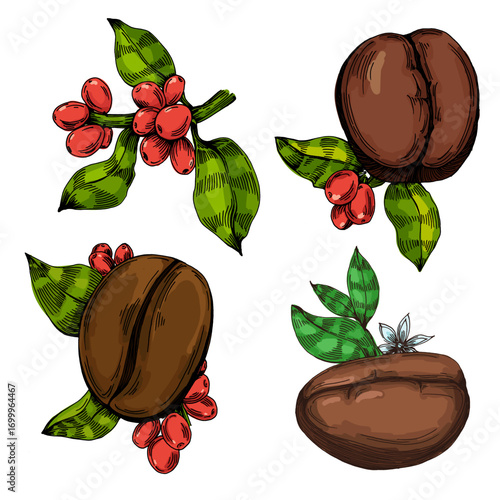Coffee beans illustration, roasted and raw coffee beans vector, fresh aromatic coffee, hand drawn botanical clipart for invitations, posters, banners and designs