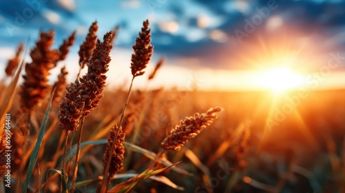 A breathtaking sunset casts a golden hue over a serene wheat field, inviting viewers to appreciate the beauty of nature during the twilight hours.