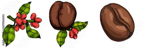Coffee beans illustration, roasted and raw coffee beans vector, fresh aromatic coffee, hand drawn botanical clipart for invitations, posters, banners and designs