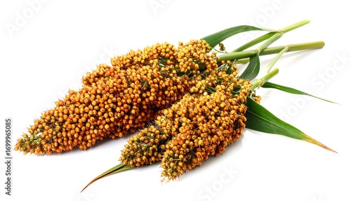 Close-up of a bunch of sorghum heads with golden-orange seeds and vibrant green leaves against a plain white background.