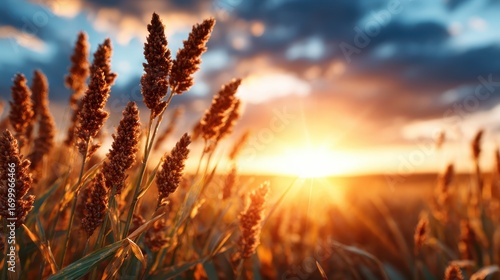 A breathtaking sunset illuminates tall grasses, casting a warm golden hue across the landscape, creating a serene and peaceful atmosphere at dusk.