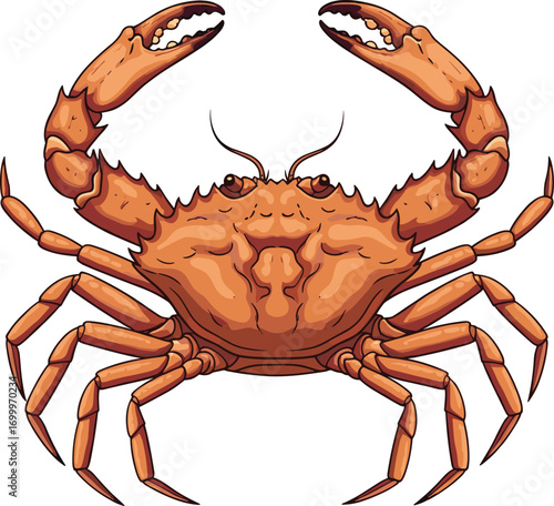 Fresh Crab Vector Illustration