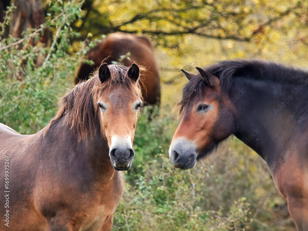 Naklejka premium Pair of wild Exmoor ponies, Equus ferus caballus facing each other among autumn vegetation at dawn in Czech wildlife reserve, Benatky nad Jizerou.