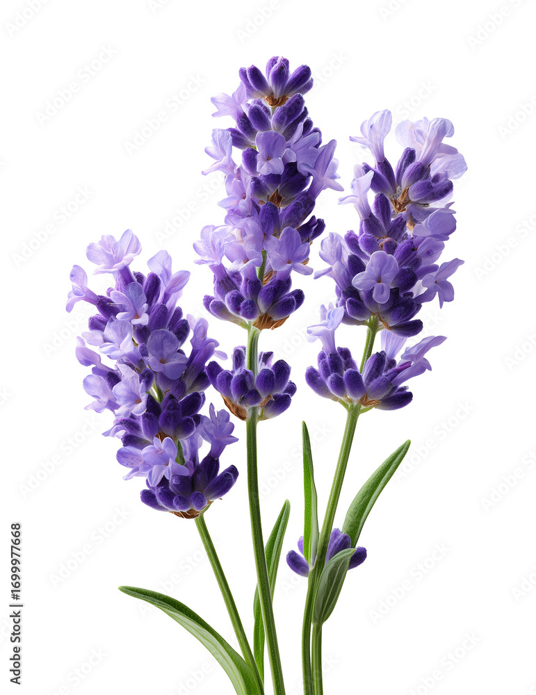 Fototapeta premium Single Lavender Flower with Green Leaves isolated on transparent background, Generative AI. PNG file.