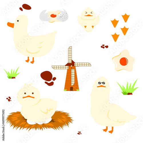 A collection of cute bird pictures