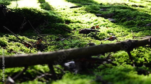 Moss and forest floor plants glow in gentle light play beneath the canopy