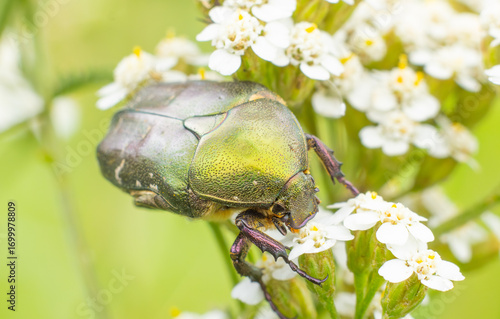 Catonia aurata beetle on a leaf or flower, captured in close-up. A detailed macro shot highlighting the metallic, shiny wings and intricate structure of the insect in its natural habitat.