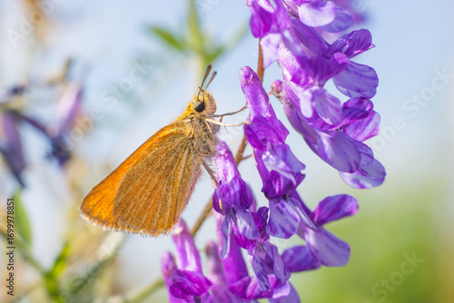 Thymelicus lineola butterfly  perched on a flower, captured in close-up. A detailed macro shot showcasing the butterfly’s delicate wings and natural colors in its habitat.
