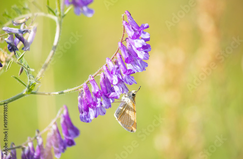 Butterfly  perched on a flower, captured in close-up. A detailed macro shot showcasing the butterfly’s delicate wings and natural colors in its habitat.