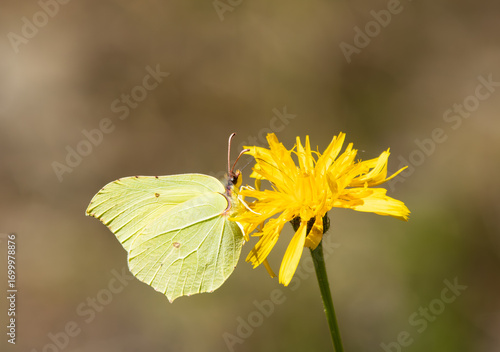 Gonepteryx rhamni butterfly (common brimstone) perched on a flower, captured in close-up. A detailed macro shot showcasing the butterfly’s delicate wings and natural colors.