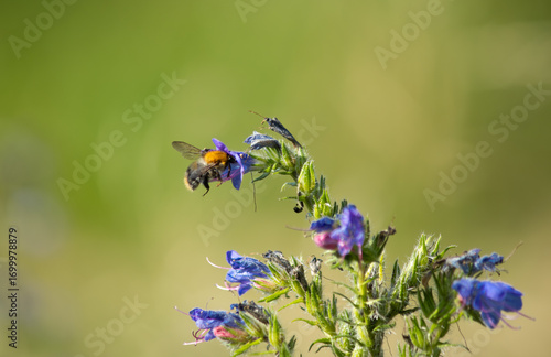 Bumblebee collecting nectar from a flower, captured in close-up. A detailed macro photograph of a pollinating insect in its natural habitat, highlighting the beauty and importance of nature.