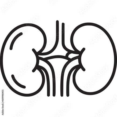 Human kidney icon isolated on white background linear urinary system vector illustration renal function, filtration, excretion, medical, anatomy concept