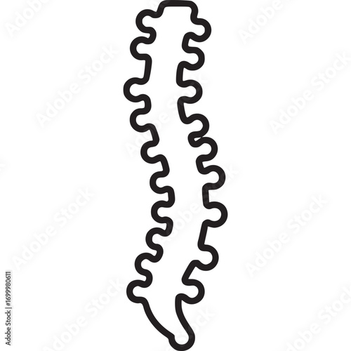 Human spine line art isolated on white background the spine is a long, thin column of bones that runs down the back of the neck to the pelvis it supports the body and protects the spinal cord