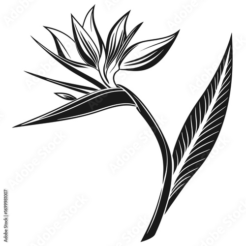 Elegant Black and White Bird of Paradise Flower Illustration.