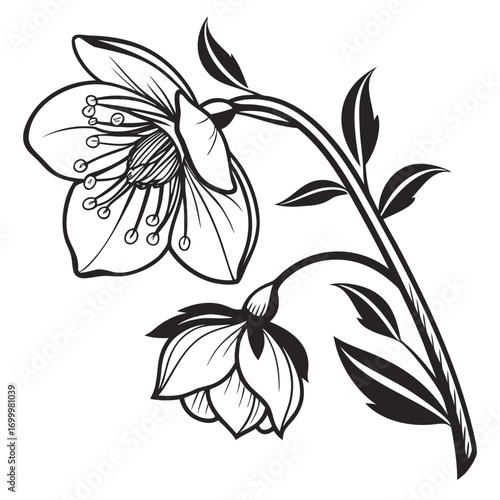 Elegant Black and White Botanical Flower Illustration 6.