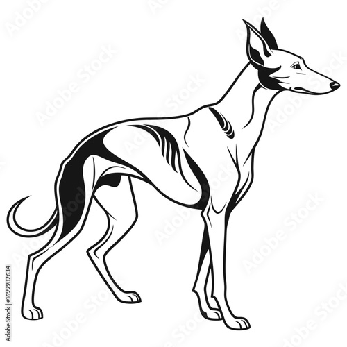 Elegant Sighthound Dog Vector Illustration 1.