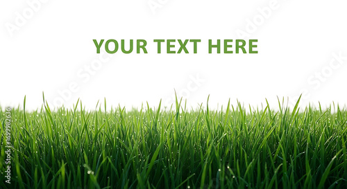 Vibrant green meadow foreground creating a natural border for customizable content display